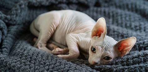 Naked Cats: 10 Hairless Cat Breeds